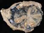 Large Blue Forest Petrified Wood Log Section - #16878-2